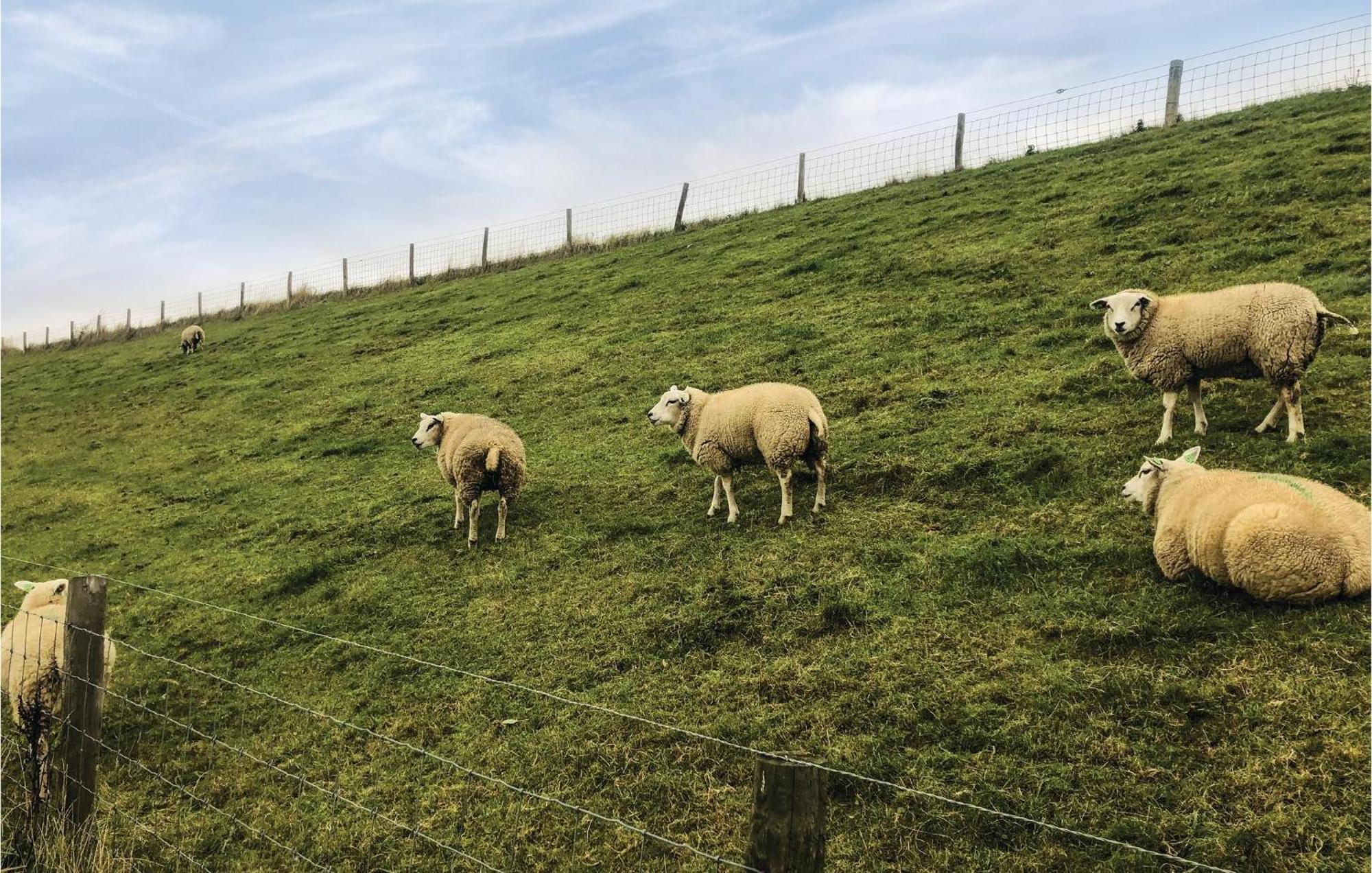 Hoeve Alegria Hoogwoud Bagian luar foto